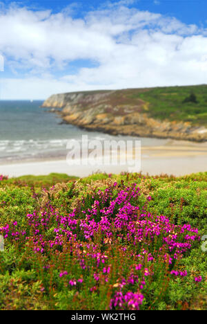 Sur la côte atlantique en fleurs de bruyère en Bretagne, France Banque D'Images