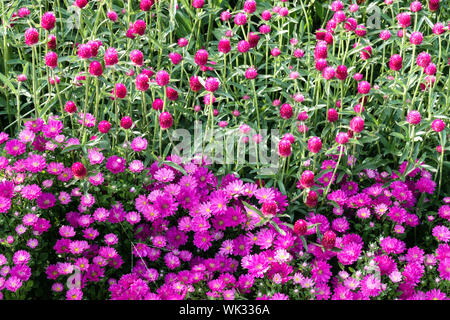 Lit de fleurs de mauve, combinaison de couleurs, de l'Aster Callistephus chinensis, Chinois, Globe Amarante Gomphrena haageana Banque D'Images