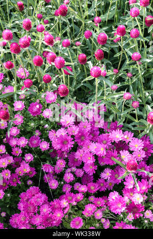 Lit de fleurs de mauve, combinaison de couleurs, la Chine, de l'Aster Callistephus chinensis, Globe Gomphrena haageana Amarante Banque D'Images