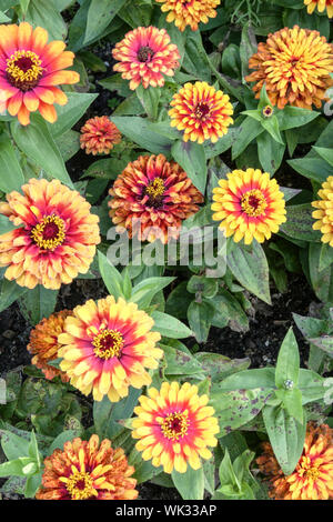 Zinnia 'Swizzle', jaune et rouge les Zinnias Banque D'Images