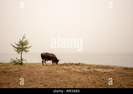 Un taureau broute sur la rive du lac Baïkal avec brouillard. À proximité se trouve un jeune conifère. L'herbe pousse dans le sable. Copier l'espace. Banque D'Images