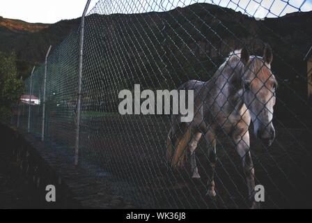 Belle photo d'un cheval derrière une clôture en métal marchant vers la caméra Banque D'Images