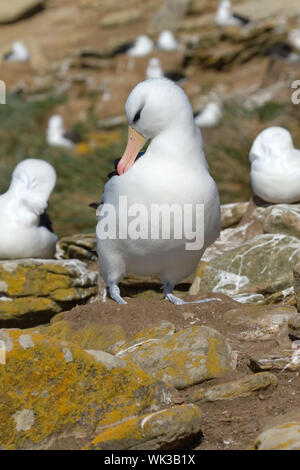 Albatros à sourcils noirs (Diomedea melanophris) Banque D'Images