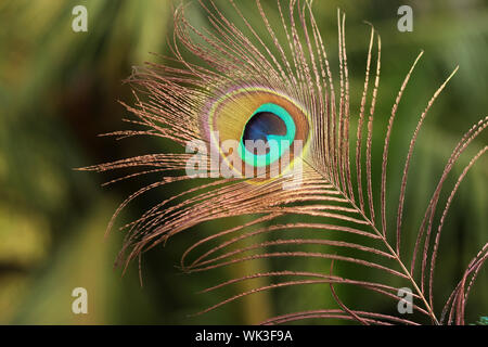 Plume de paon Banque D'Images