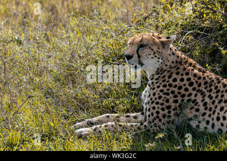 Le guépard se reposant dans un bain bush le jour de l'Afrique Banque D'Images