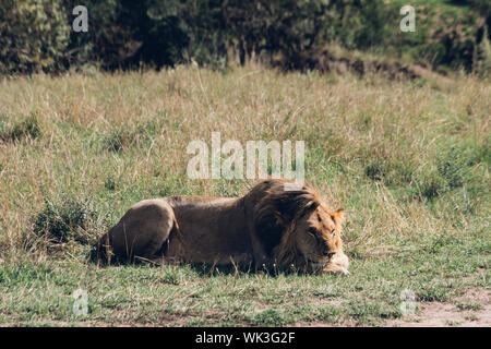 Roi lion mâle au repos dans savanah dans parc national du Masai Mara Banque D'Images