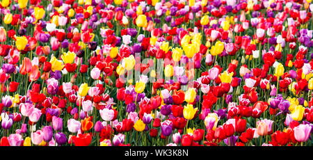 Section transversale de tulipes serré avant la récolte Banque D'Images