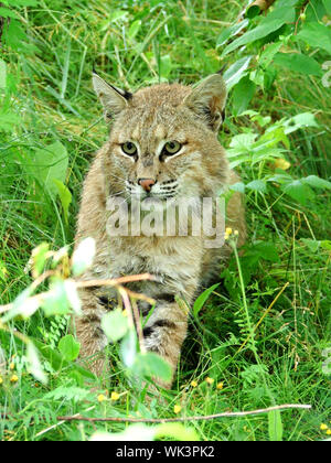 Close-up d'un Lynx lynx avec fourrure humide assis dans l'herbe Banque D'Images