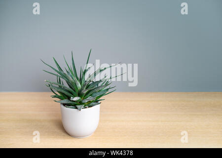 Plante succulente en pot. Aristaloe Aristata, dentelle Aloe. Banque D'Images