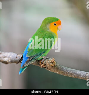 Bel oiseau, inséparable, debout sur le journal, profil arrière Banque D'Images