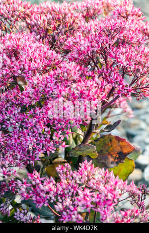 Orpin, Sedum spectabile Hylotelephium, 'Mr. Goodbud' Banque D'Images