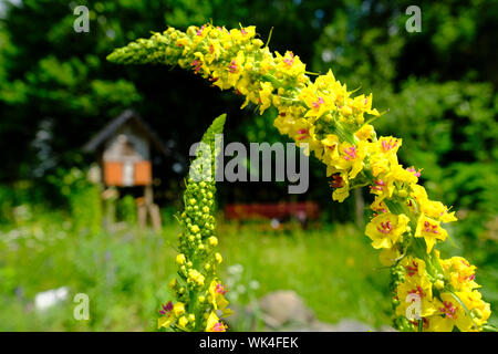 Naturnaher Garten, Schwarze Königskerze, Verbascumnigrum SchwarzeKönigskerze, Verbascum nigrum, Blütenpracht, Banque D'Images