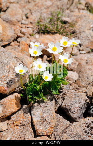 Alpen-Hahnenfuss, Ranunculus alpestris, Schweiz Banque D'Images