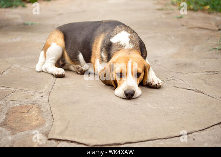 Chien Beagle dort et se repose, le chien dort et rêve dans le jardin sur une passerelle en pierre Banque D'Images