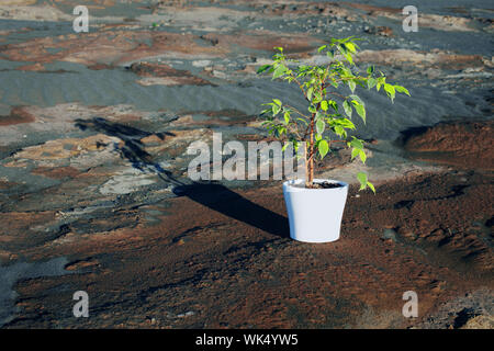Ficus vert dans un pot blanc entre le désert pierreux Banque D'Images