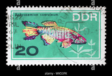 Timbres en l'Allemagne de l'Est (DDR) montre des poissons d'Aquarium Aphyosemion coeruleum, vers 1966. Banque D'Images