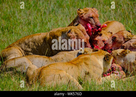 Tuer avec lion femelle phacochère proie Masai Mara Kenya Afrique Banque D'Images