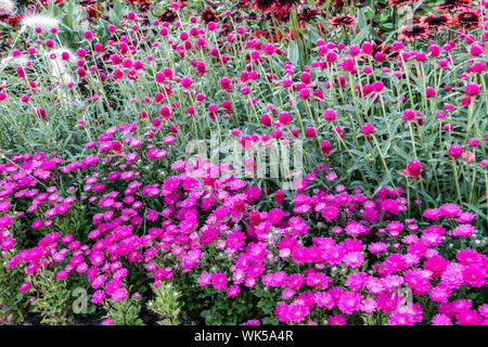 Lit de fleurs de mauve, combinaison de couleurs, la Chine, de l'Aster Callistephus chinensis, Globe Gomphrena haageana Amarante Banque D'Images