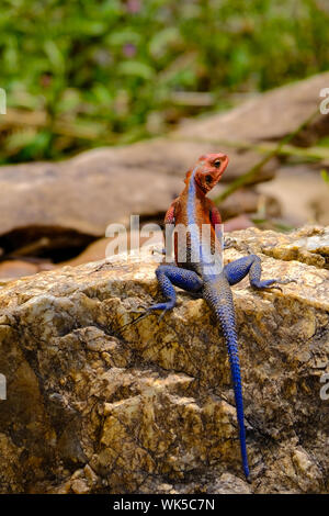 À TÊTE PLATE de Mwanza Rock Agama Lizard, Mara, Kenya Banque D'Images