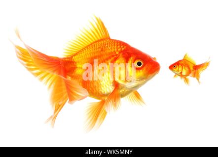 Grand et petit poisson rouge montrant différents concours ou concept d'amitié Banque D'Images