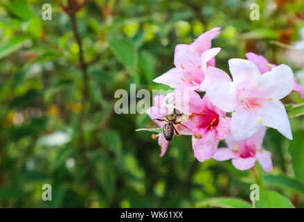 Une araignée blanche attrapant une abeille sur des fleurs rose pâle de Weigela Florida Variegata Banque D'Images