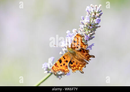 Comma Butterfly (polygonia c-album) sur Lavande Anglaise en été dans un jardin dans le Nord du Pays de Galles, Royaume-Uni Banque D'Images