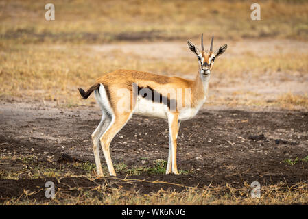 Gazelle de Thomson se trouve dans le profil de l'appareil photo à regarder Banque D'Images