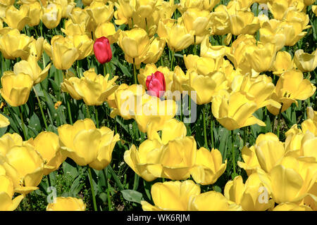 Les tulipes de l'Alexandra Gardens Cathays Park Cardiff au Pays de Galles Banque D'Images