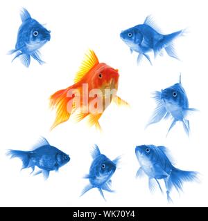 Poisson rouge indiquant le succès ou l'individualité leader concept motivation Banque D'Images