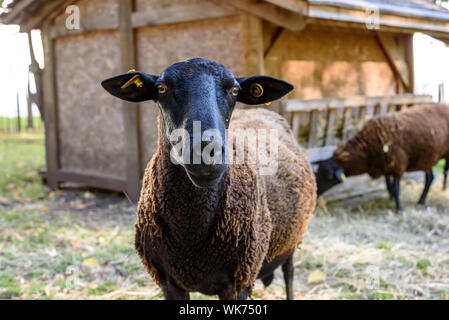 Mouton noir portrait, regardant la caméra tandis qu'un autre est le pâturage dans l'arrière-plan (Parc de la Villette, Paris, France). Banque D'Images