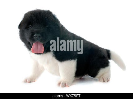 Chiot Akita américain in front of white background Banque D'Images