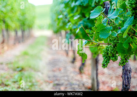 Les raisins pour le vin blanc sur le chantier de la vigne en Alsace, France Banque D'Images