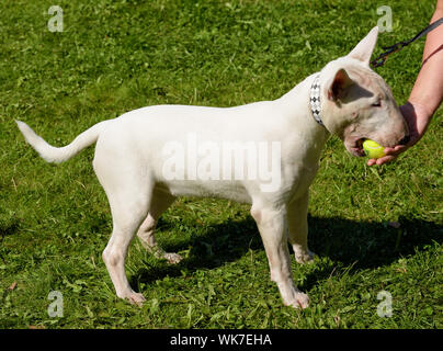 White Bull Terrier est une race de chien de sport.Il a été élevé en Angleterre comme une race de combat. Banque D'Images