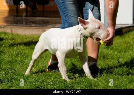 White Bull Terrier est une race de chien de sport.Il a été élevé en Angleterre comme une race de combat. Banque D'Images