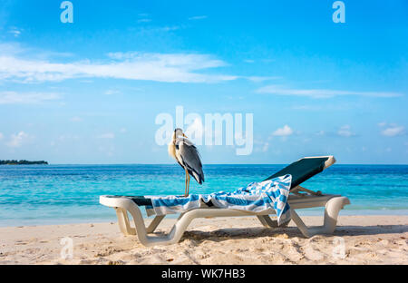 Chiron gris sur un transat sur la plage. Maldives Océan Indien. Banque D'Images