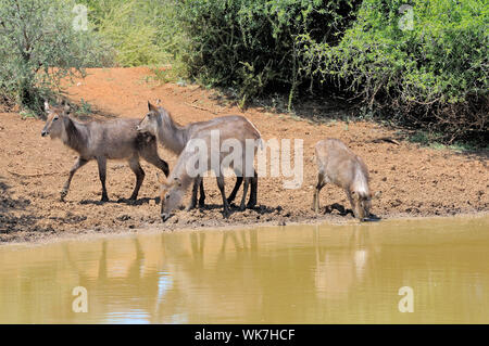 Kobus ellipsiprymnus waterbuck, jeunes, à Stofdam dans le Mokala National Park, Afrique du Sud Banque D'Images