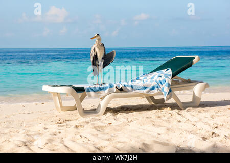 Chiron gris sur un transat sur la plage. Maldives Océan Indien. Banque D'Images