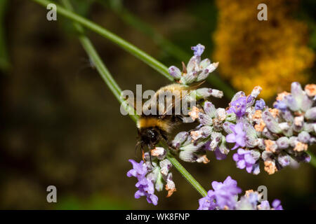 Cuckoo bumblee champ sur des fleurs de lavande Banque D'Images