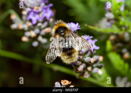 Cuckoo bumblee champ sur des fleurs de lavande Banque D'Images