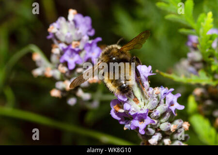 Cuckoo bumblee champ sur des fleurs de lavande Banque D'Images