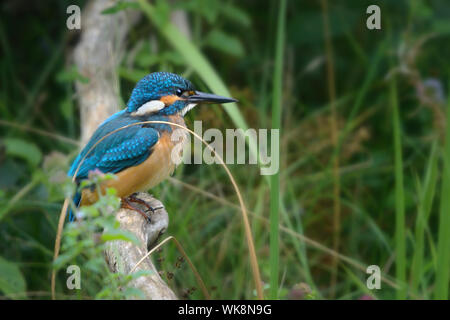 Kingfisher (Alcedo atthis commune) perché sur une branche dans les roseaux, le bleu d'oiseaux chatoyants, également connu sous le nom de kingfisher eurasien, et rivière kingfish Banque D'Images