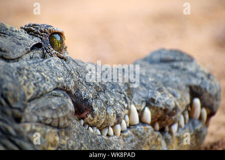 Close-up ou caïman crocodile caïman avec selective focus on green-eye. Crocodile vous regarde. Vue rapprochée de reptiles dangereux en Afrique 2019. Banque D'Images