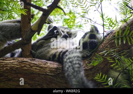 Groupe des lémuriens (ring-tailed Lemur catta) dormant sur treetop. Groupe de Sleepy lémuriens. Queue anneau revenante, Lemuridae Madagascar 2019. Des lémuriens sauvages. Banque D'Images