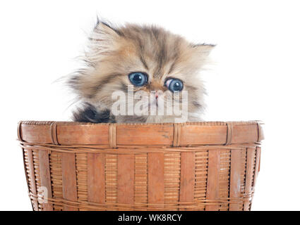 Chaton persan in front of white background Banque D'Images
