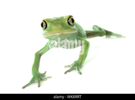 Phyllomedusa sauvagii in front of white background Banque D'Images