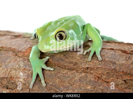 Phyllomedusa sauvagii in front of white background Banque D'Images