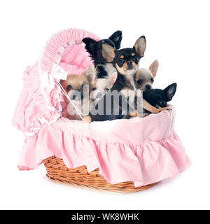 Chiots chihuahua in front of white background Banque D'Images