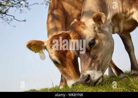 Close-up de deux vaches qui paissent Jersey Banque D'Images