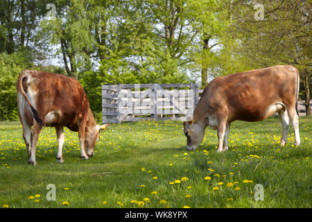 Paire de vaches Jersey paissant dans les pâturages Banque D'Images