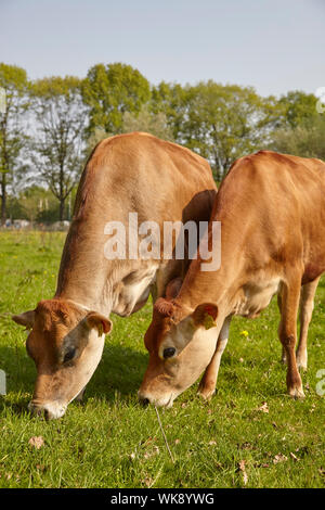 Paire de vaches Jersey paissant dans les pâturages Banque D'Images